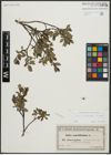 Foto von Salix arbuscula L.